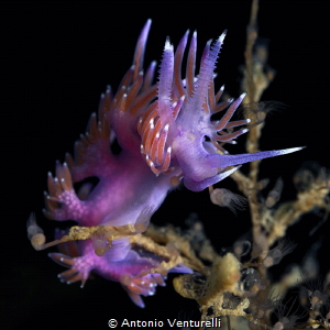 Flabellina nudibranch_Sept 2026
(CanonRF100,1/200,f14,is... by Antonio Venturelli 